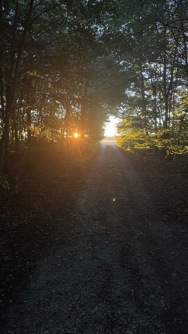 Waldweg mit Sonnenlicht am Ende