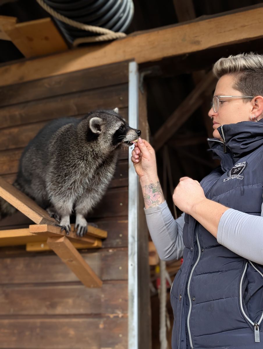 Sabrina füttert einen Waschbären im Stall